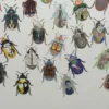 Inauguran en Viena DE LA IDEA A LA OBRA- METAMORFOSIS -Homenaje Plástico y Gráfico a Kafka