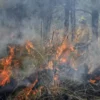 Estado de México castigará hasta con 10 años de cárcel a quien provoque incendios forestales