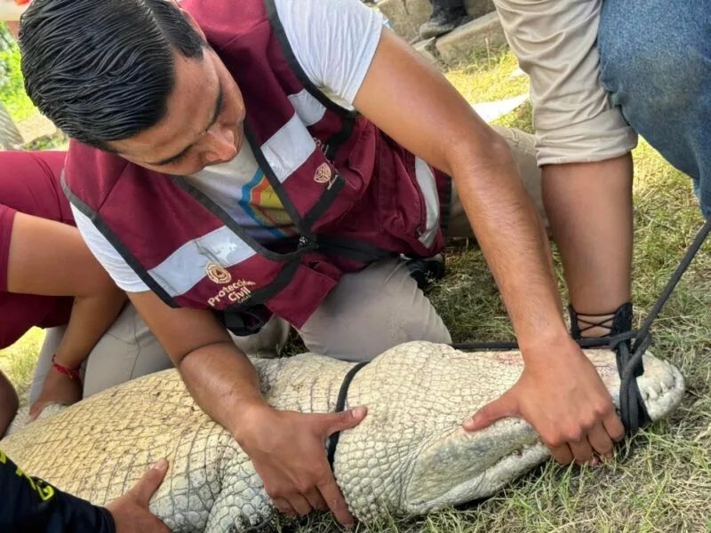 El cocodrilo, eje central del trabajo 2025 de Caza y Pesca Tamaulipas