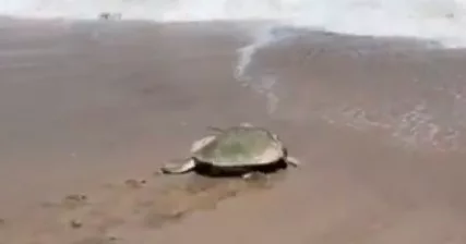 Tortugas Lora Arriban a la Playa Miramar en Ciudad Madero