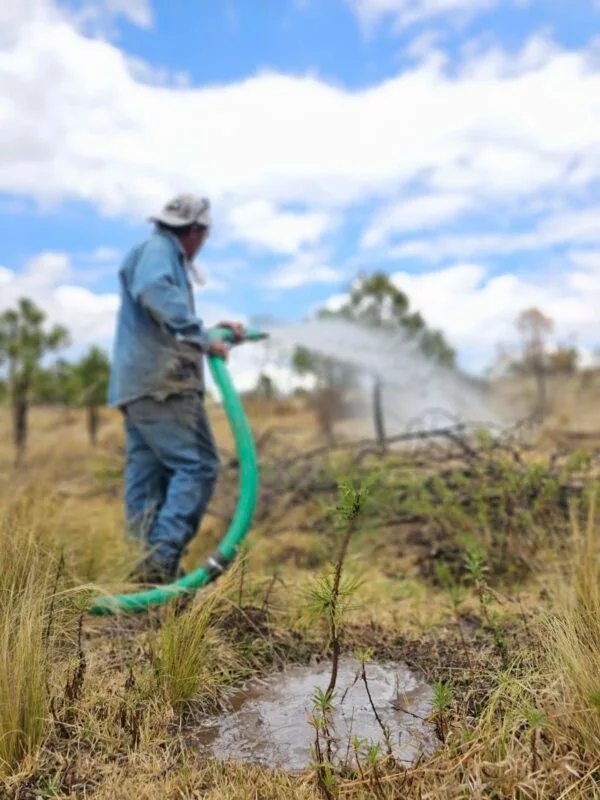 Valia Energía celebra el Día Mundial de la Tierra con alta tasa de supervivencia de sus jornadas de reforestación