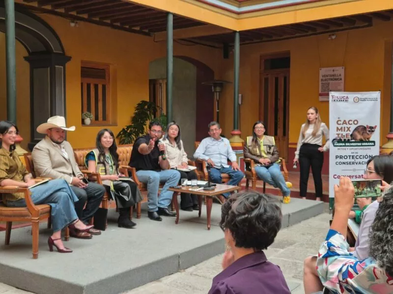 Impulsa Ricardo Moreno protección del cacomixtle y el tlacuache para conservar el equilibrio ambiental