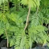 Inicia Gobierno municipal arborización del Parque Industrial Toluca 2000 con grandes jacarandas