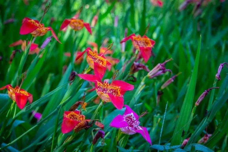 Festival de las Tigridias en la UAEMéx invita a descubrir una de las flores más emblemáticas de México
