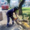 Continúan brigadas municipales con el retiro de árboles derrumbados por lluvias en Toluca