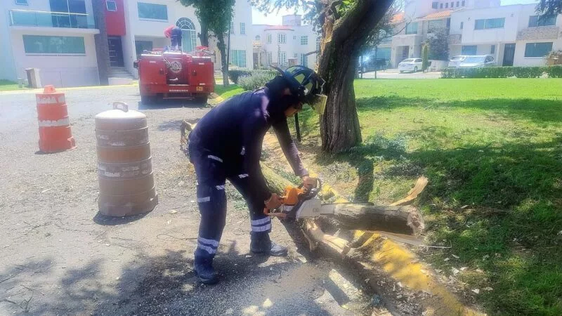 Continúan brigadas municipales con el retiro de árboles derrumbados por lluvias en Toluca