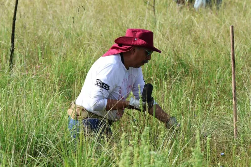 Recupera Ricardo Moreno espacios verdes con estrategia de arborización histórica