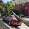 Atiende Protección Civil caída de árbol en el Cóporo