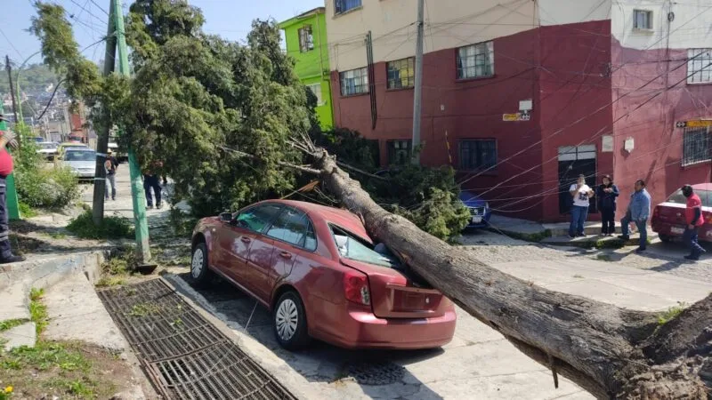 Atiende Protección Civil caída de árbol en el Cóporo